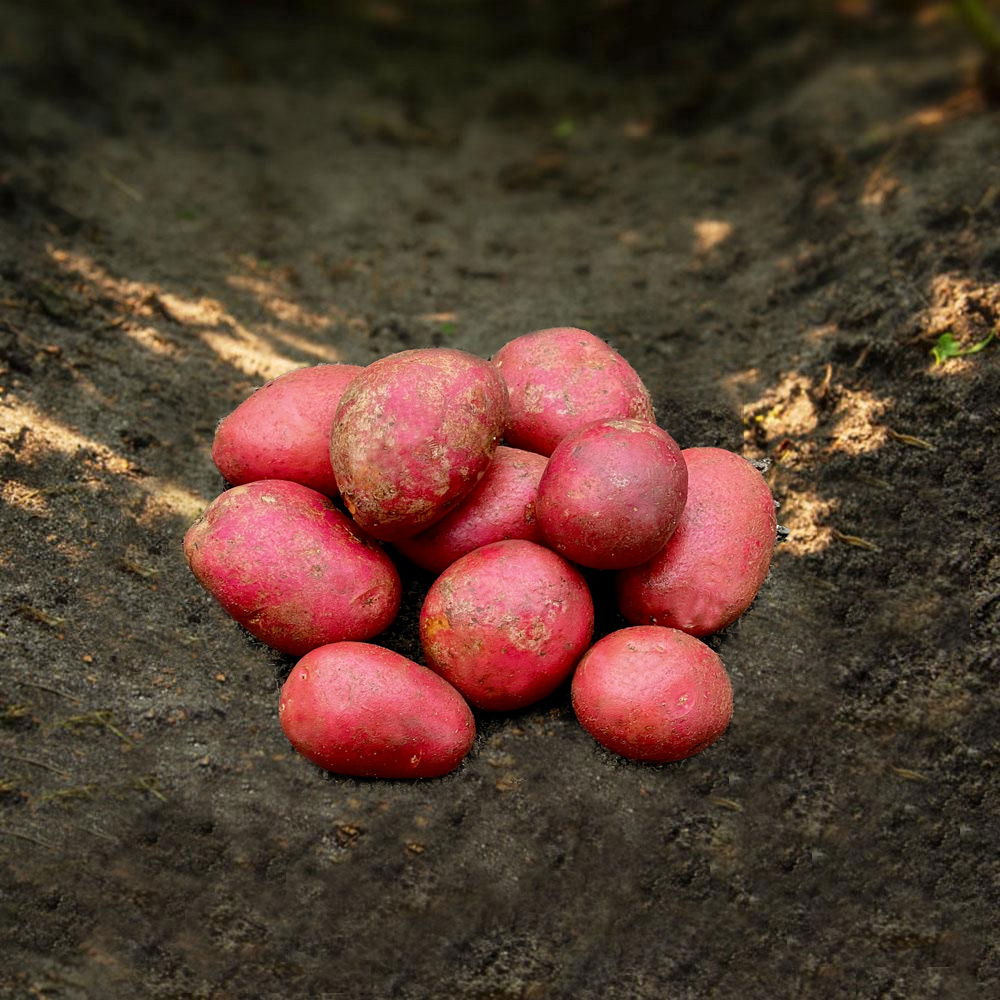 Bunke nyhøstede røde kartofler i jorden