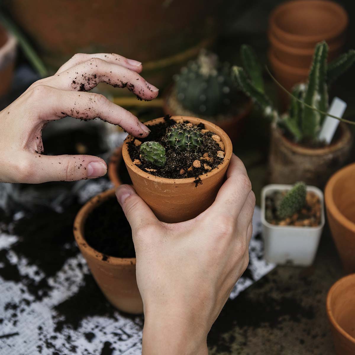 Hænder planter en lille kaktus i lerpotte