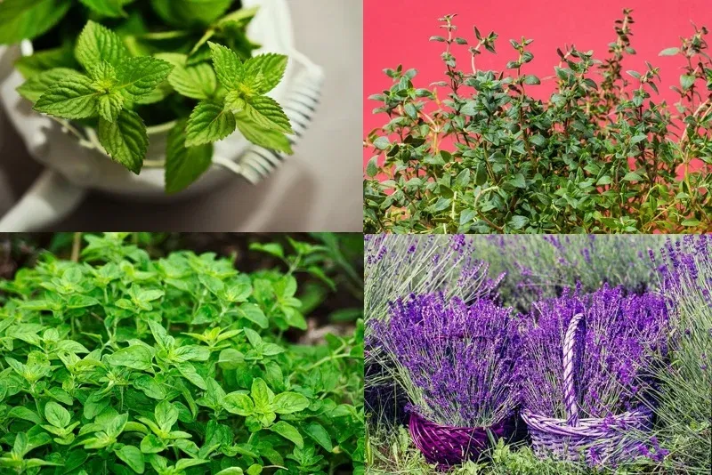 f19150b139fa60942b6520a98424b015