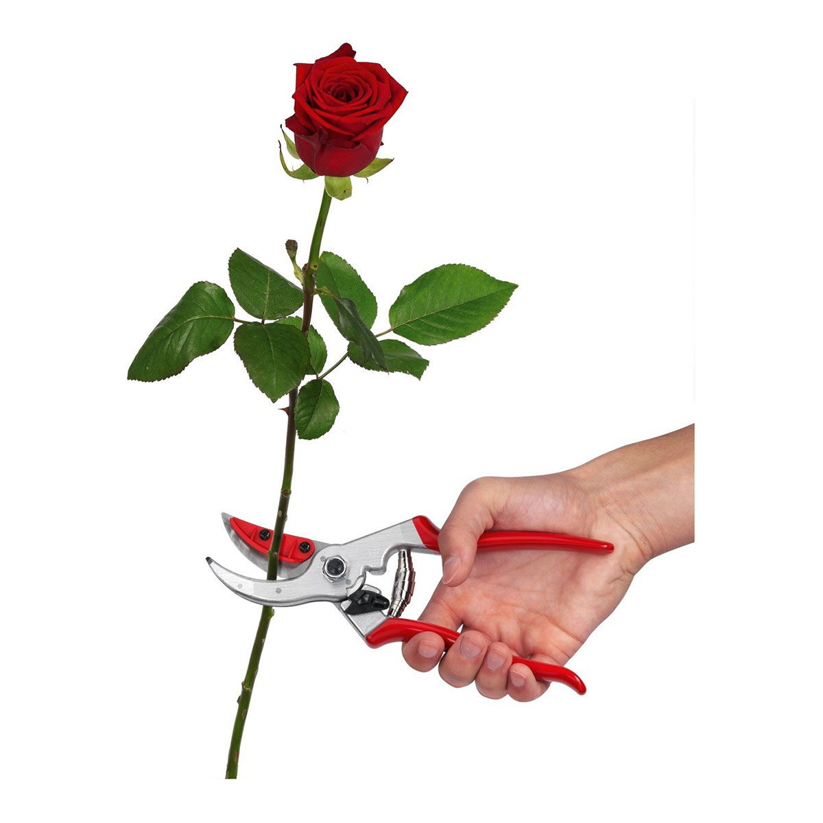 Hånd der klipper rose med rødhåndtaget rosesaks