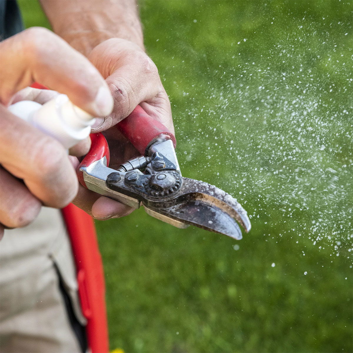 Hånd der sprayer rengøringsmiddel på beskæresaks