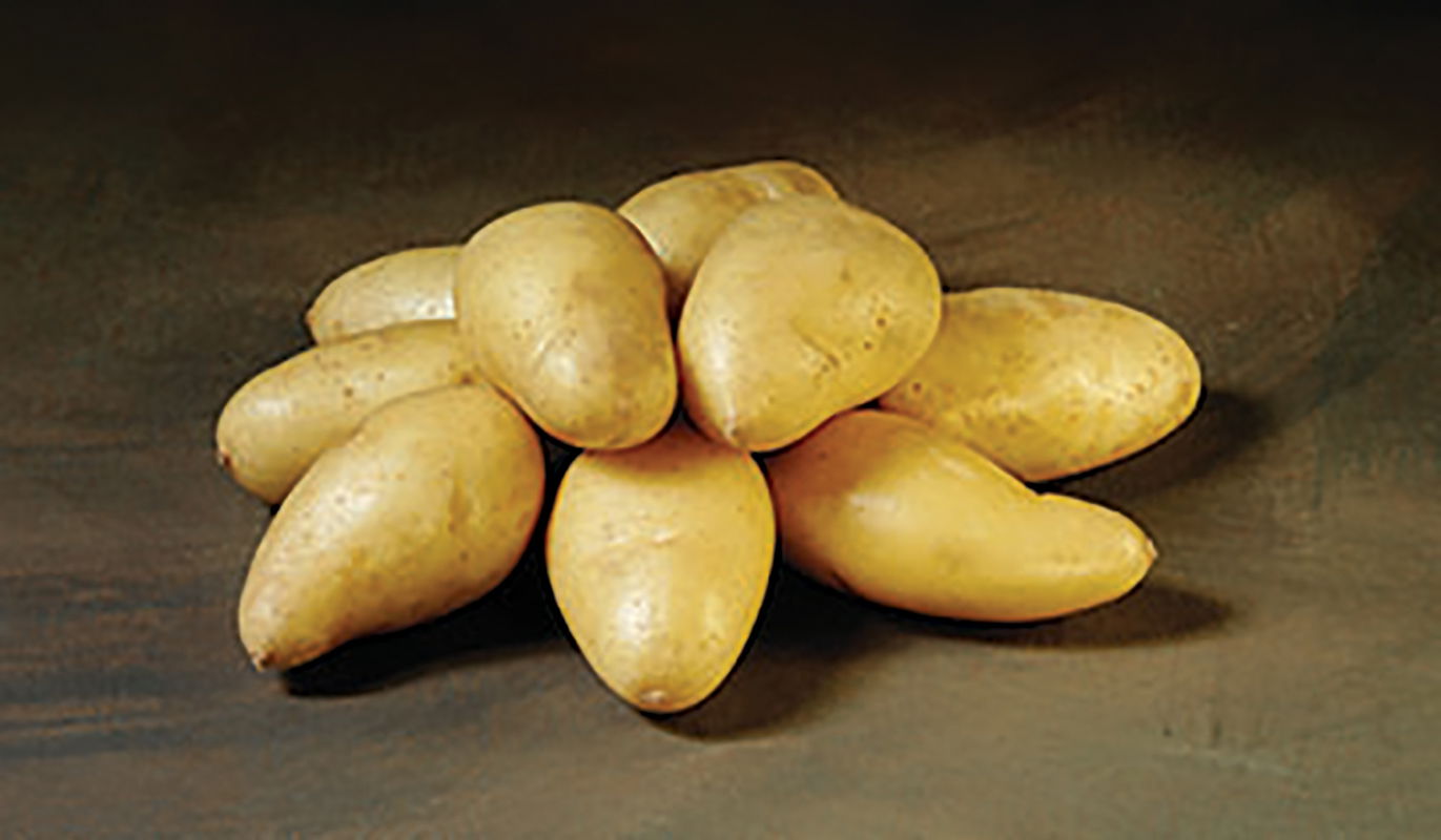 Flere hele faste kartofler på bord