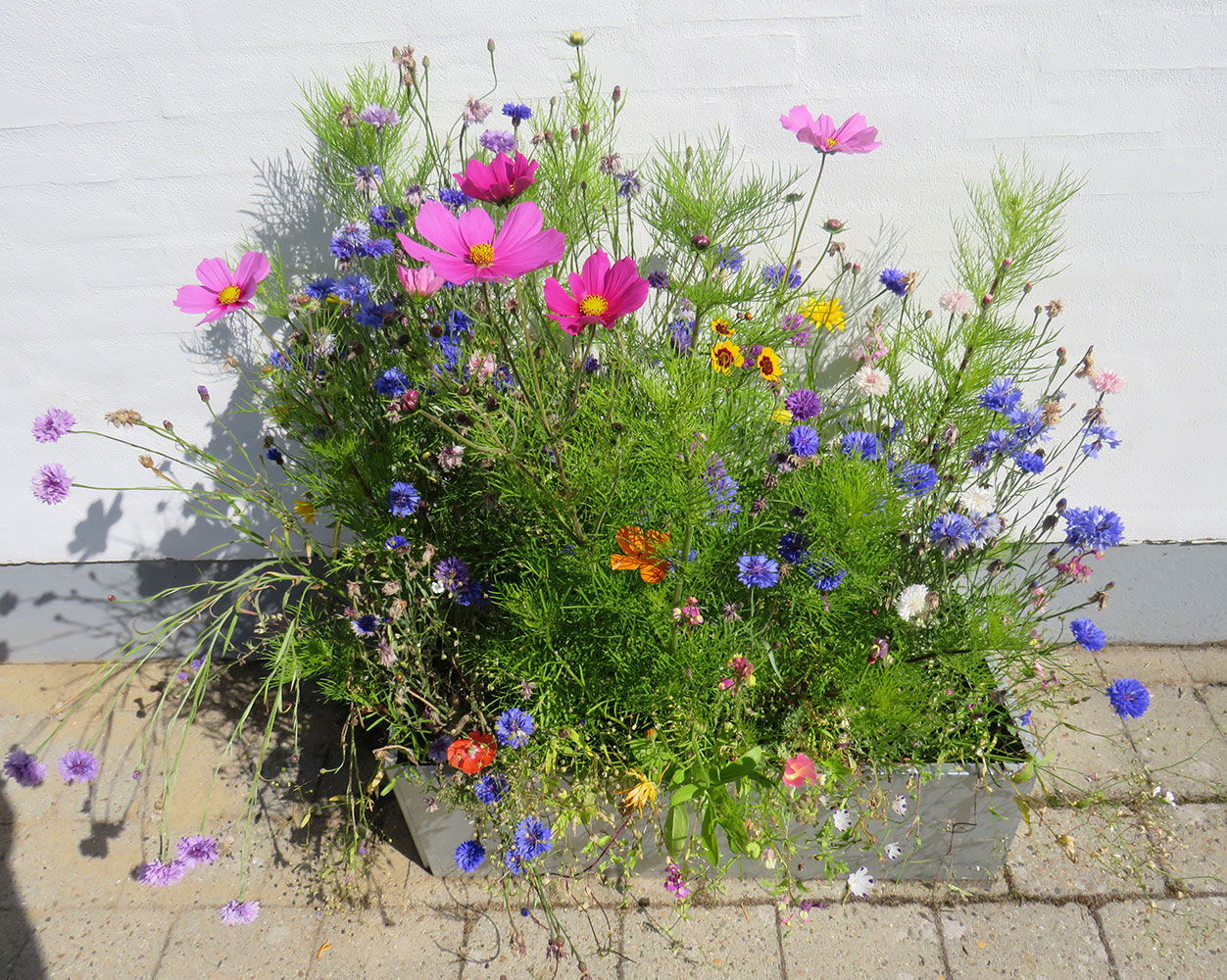 Altankasse med vilde blomster i stærke farver