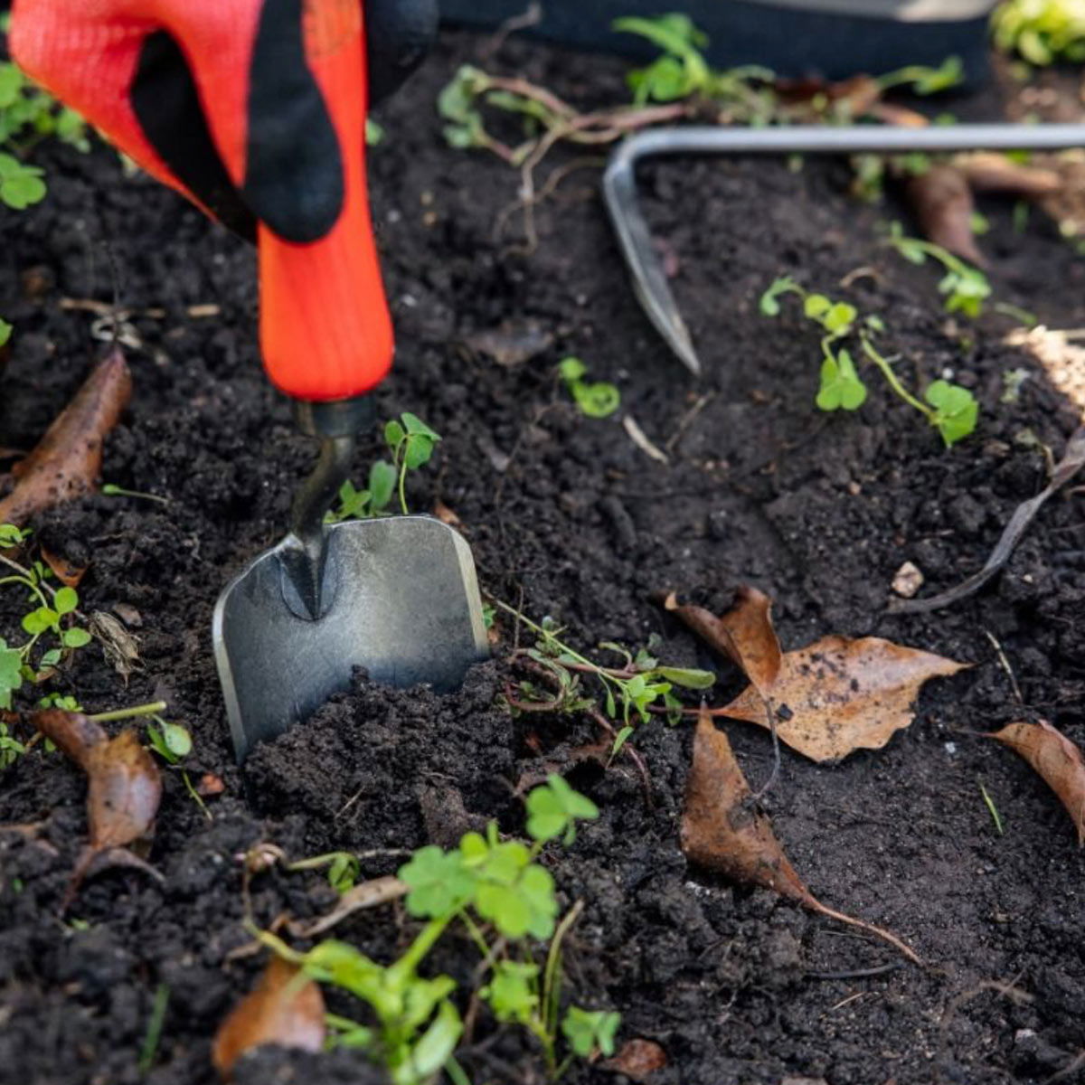 Person luger ukrudt med håndskovl i jordbed