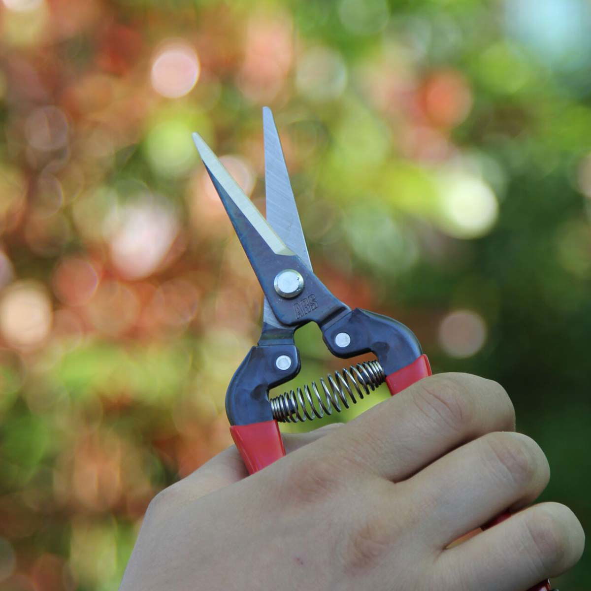 Person holder en lille havesaks til beskæring