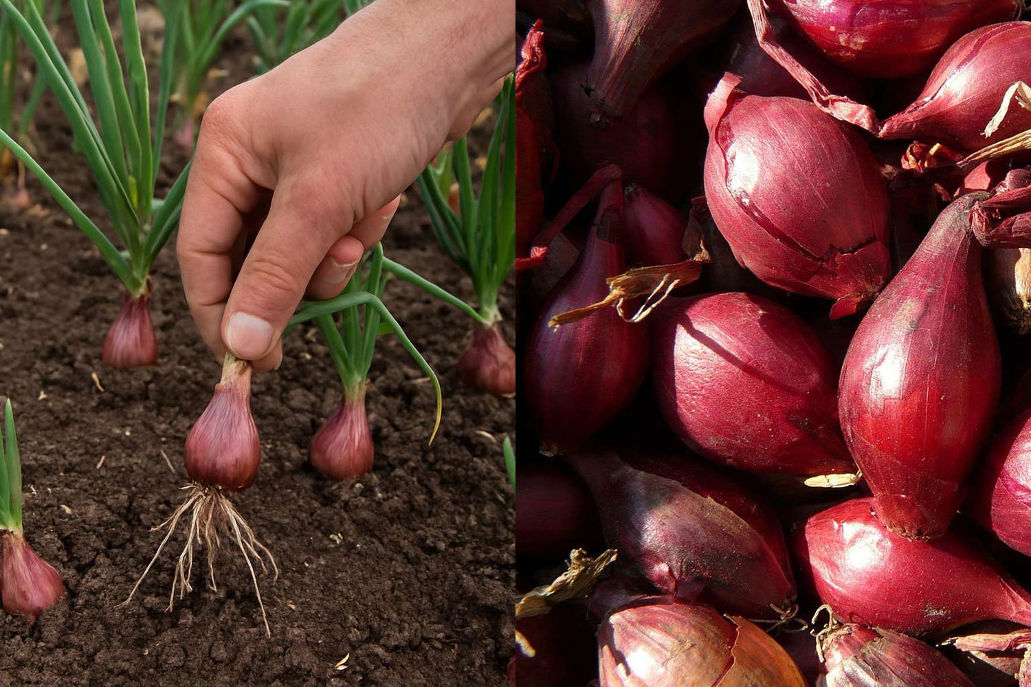 skalotteloeg-dyrkning