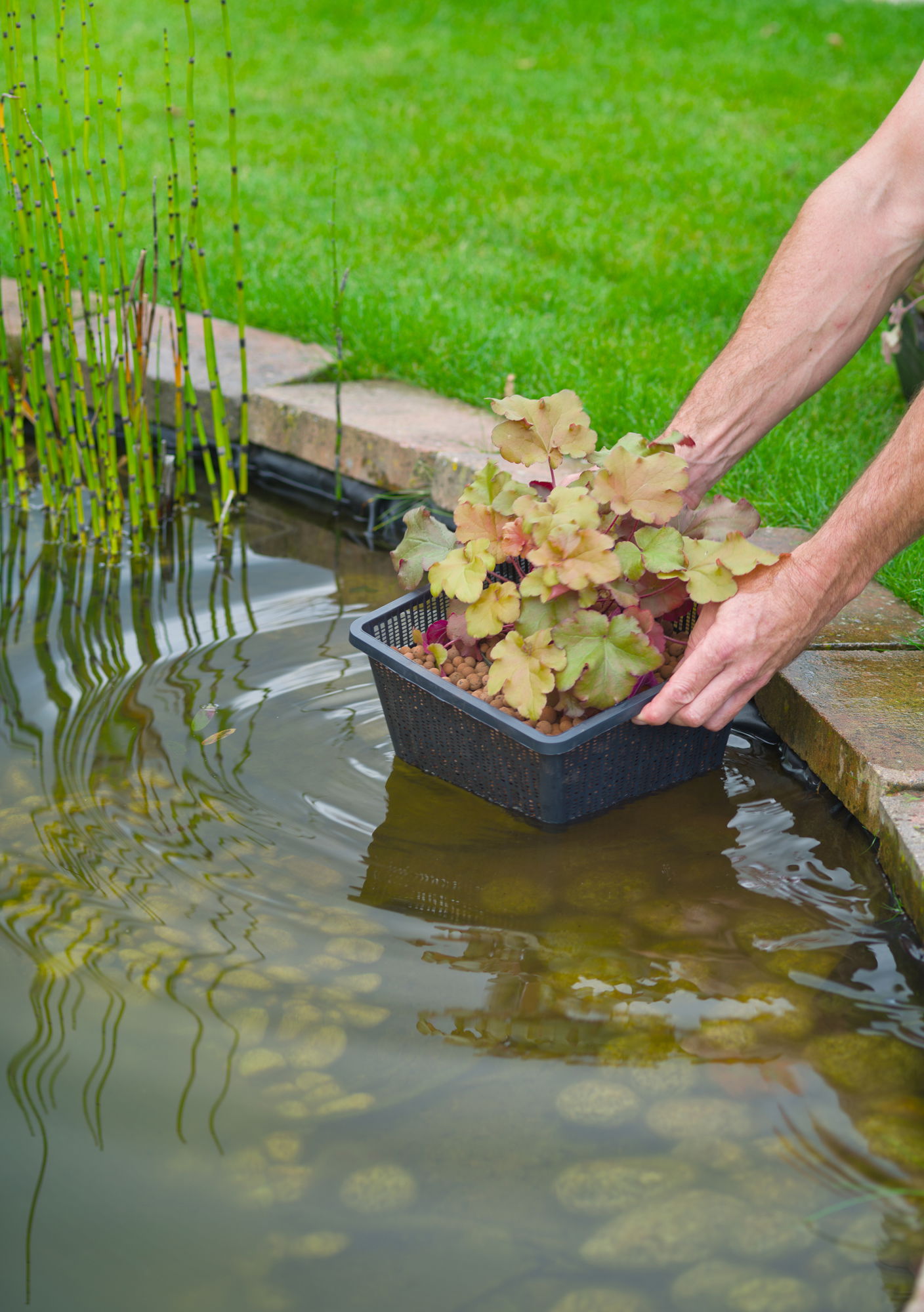 Person sænker plantekurv ned i havedam
