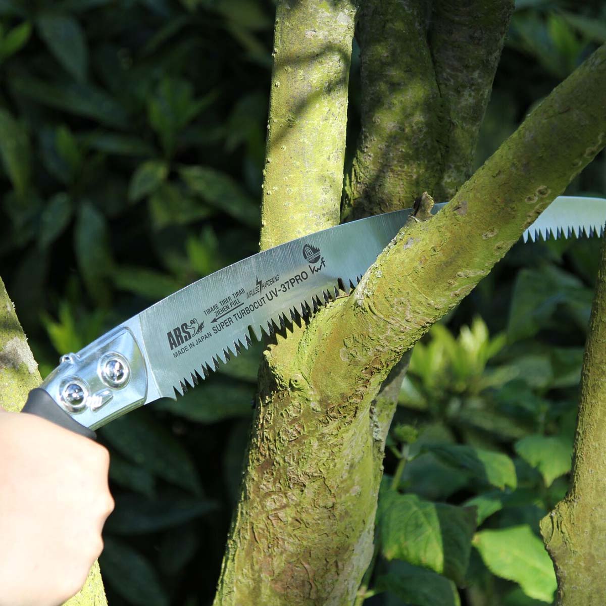 Håndsav, der beskærer en gren i haven