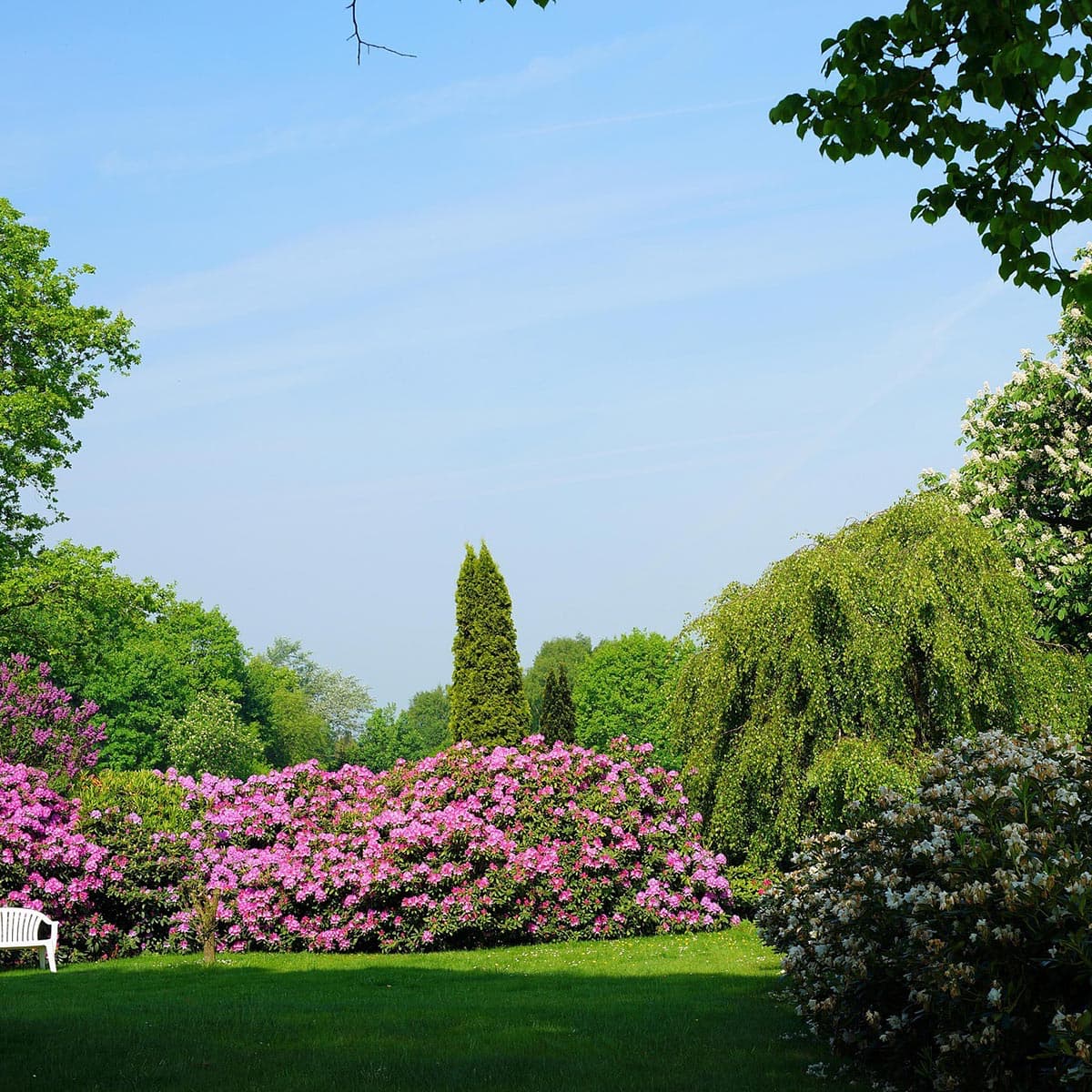 Grøn park med blomstrende rhododendronbuske og træer