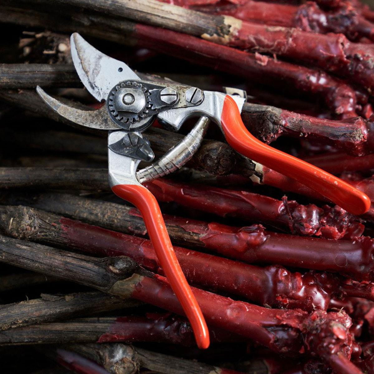 Beskæresaks med røde håndtag på grene
