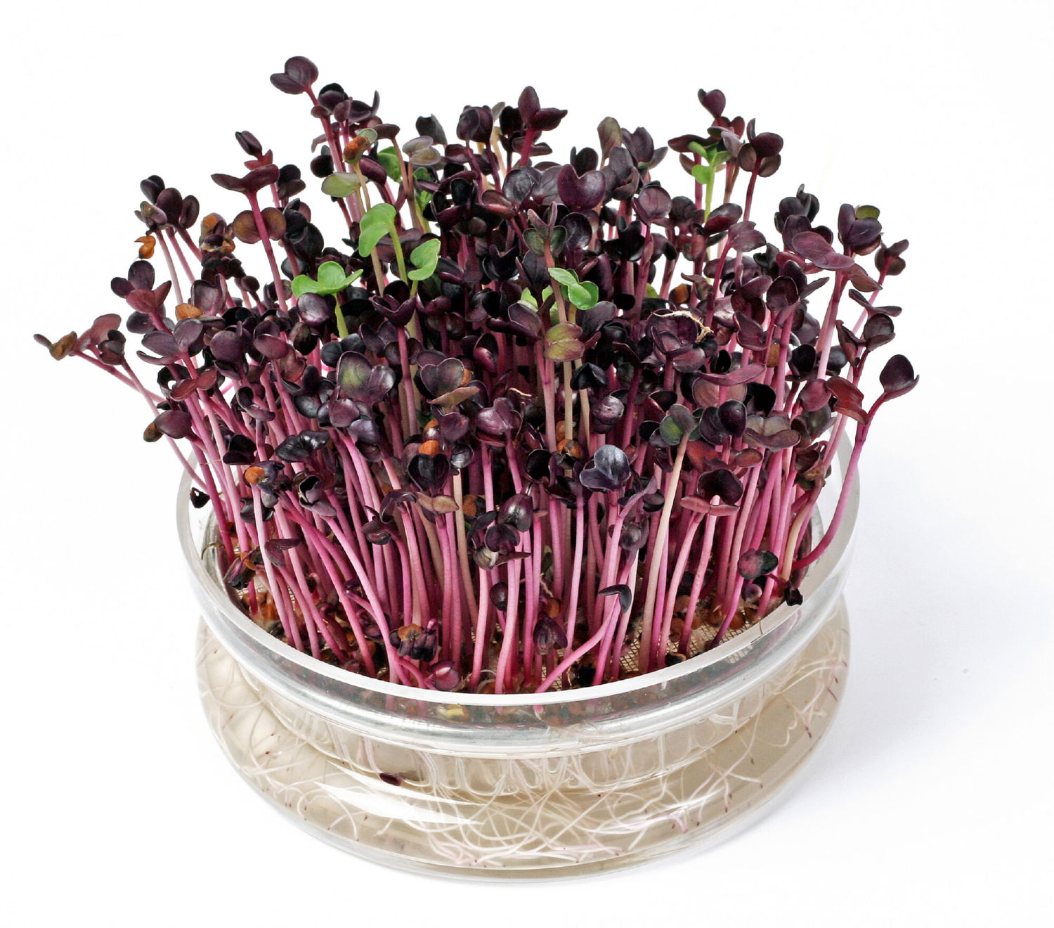 Friske røde radisespirer dyrket i glas