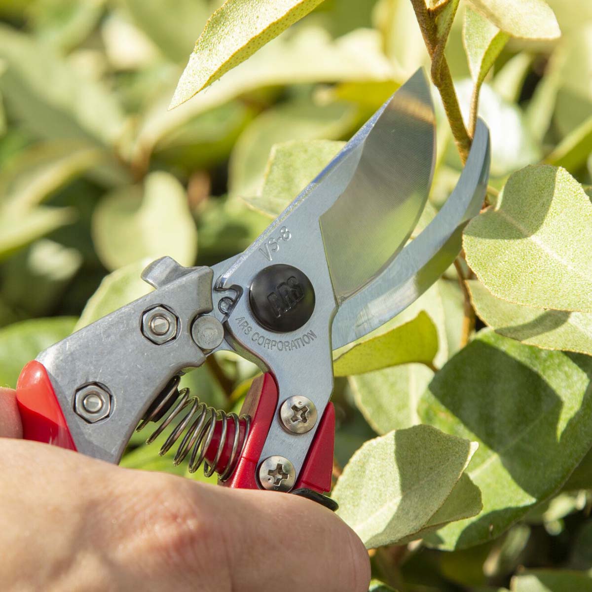Havesaks i brug til beskæring af grønne grene