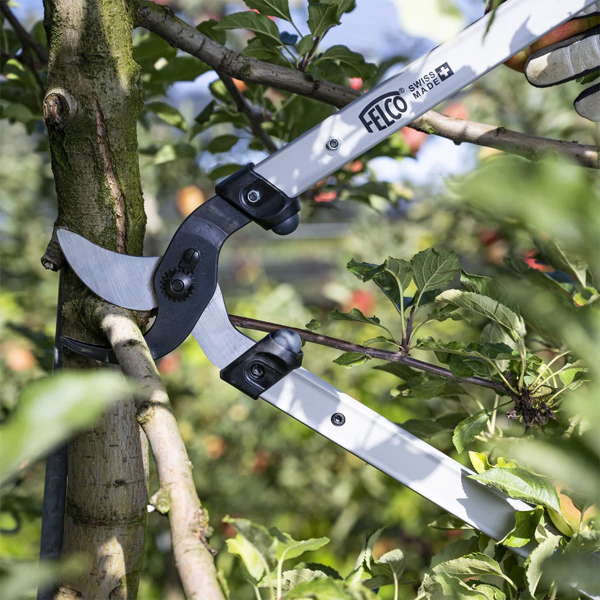 Felco grensaks i brug på trægren
