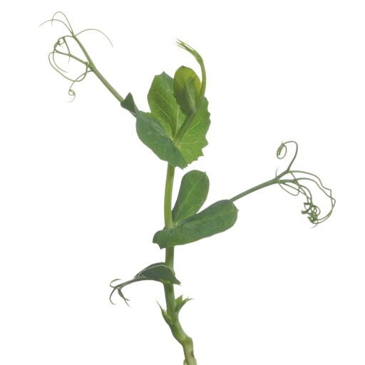 Grønne ærteskud med blade og slyngtråde