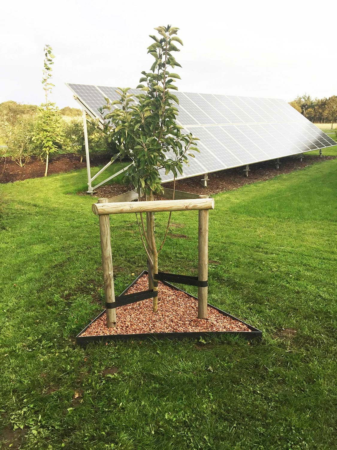 Ungt træ med trekantet stålbed i have med solceller