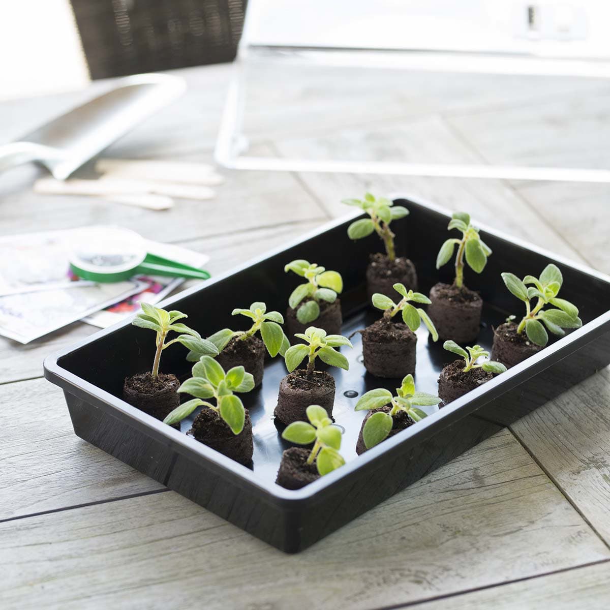 Sort bakke med små spirende planter i jord