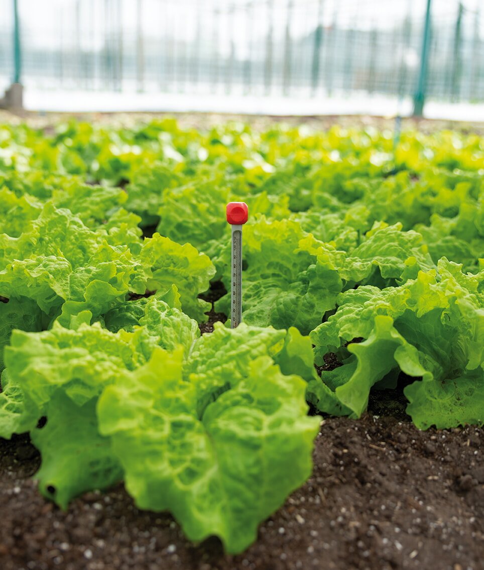 Salatplanter i jord med temperaturmåler i midten