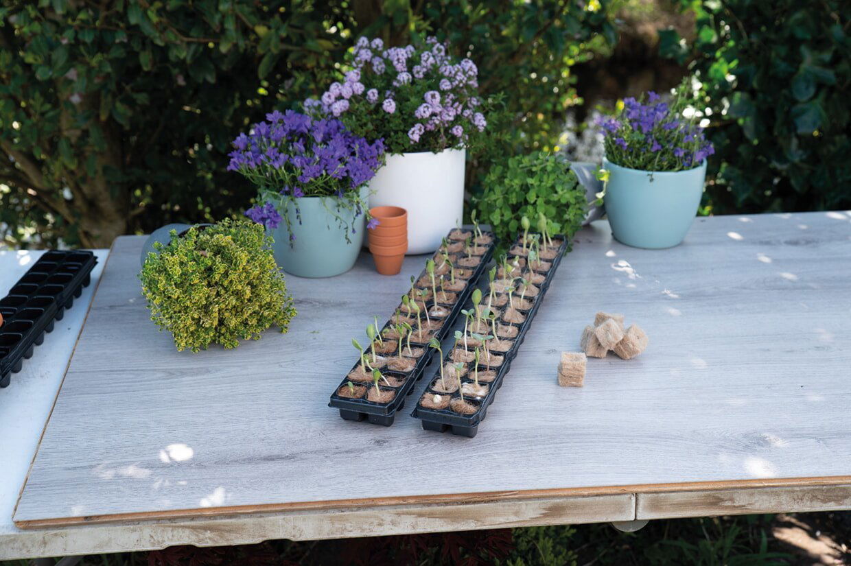 Spirebakker med små planter omgivet af farverige krukker