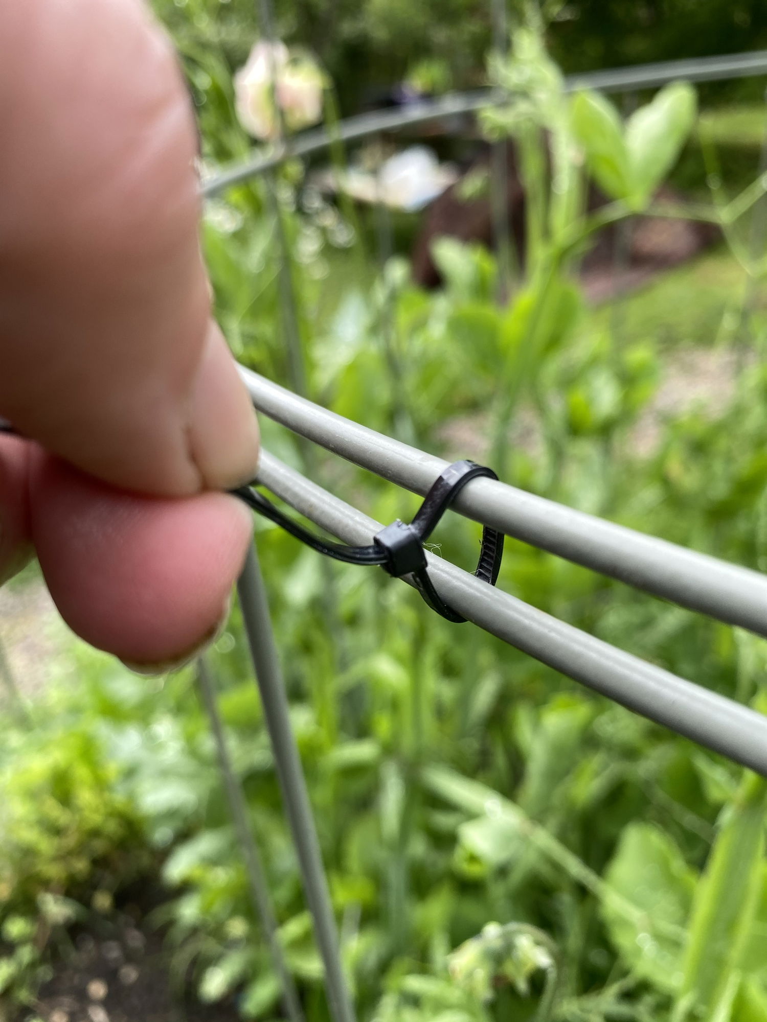 Hånd strammer plaststrip på plantehegn i have