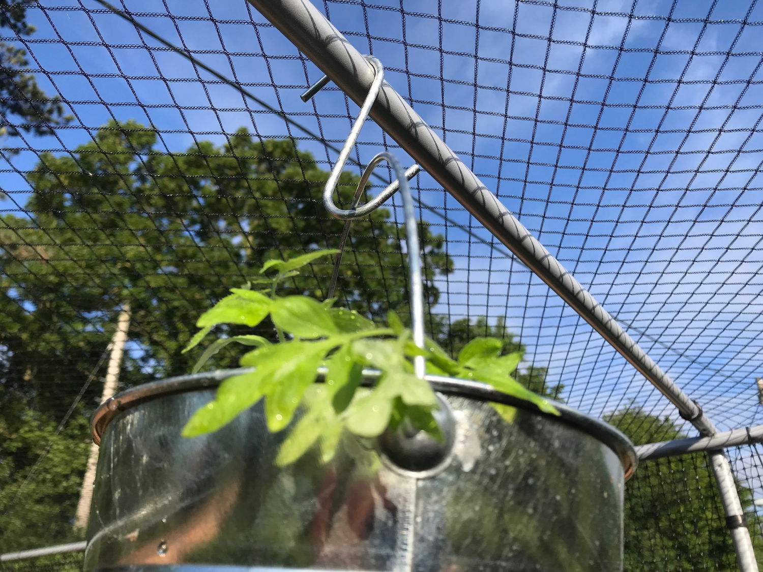 Grøn plante i ophængt metalpotte under havennet