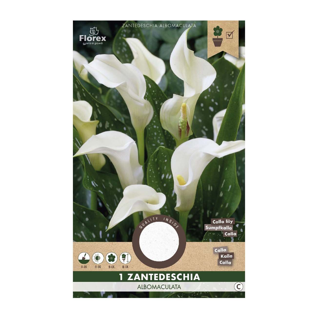 Calla Zantedeschia Albomaculata hvid - 1 løg