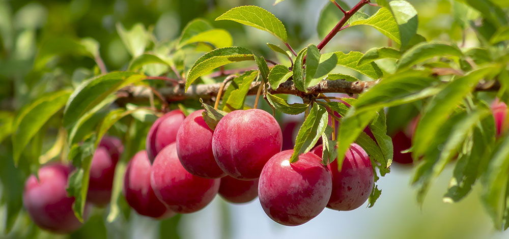 _0001_beskaering-blommetrae