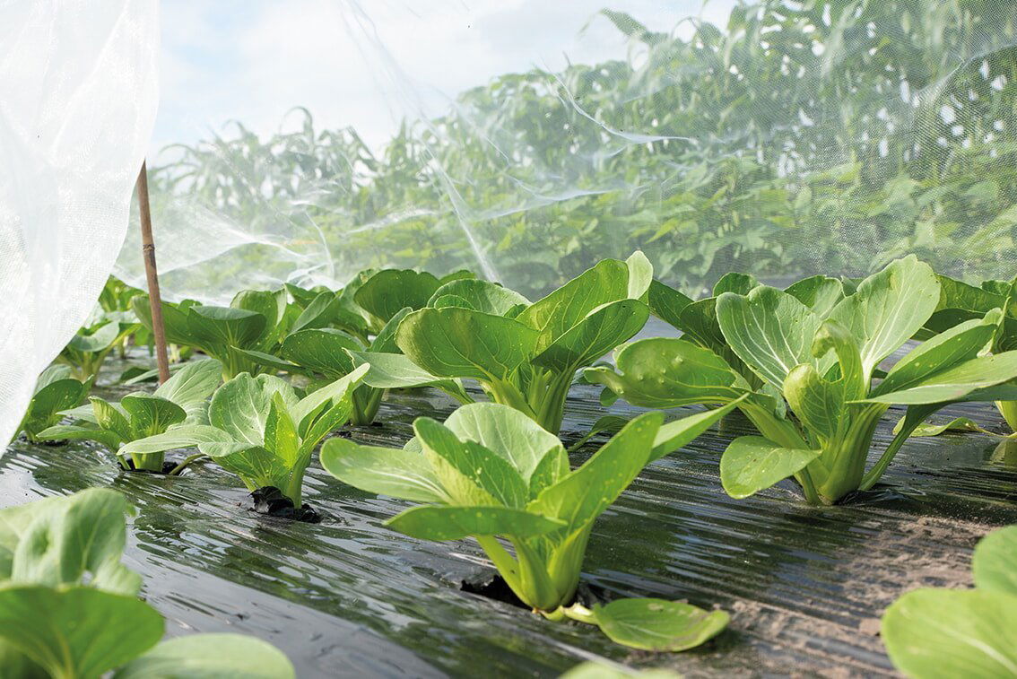 Unge grøntsager beskyttet af gennemsigtig dyrkningsdug
