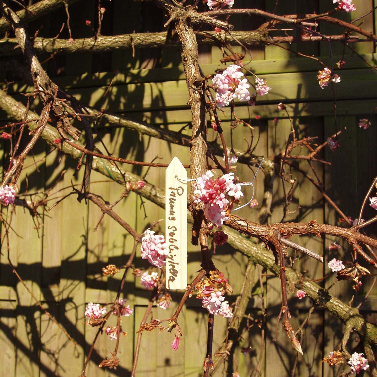 Gren af viburnum bodnantense med lyserøde blomster