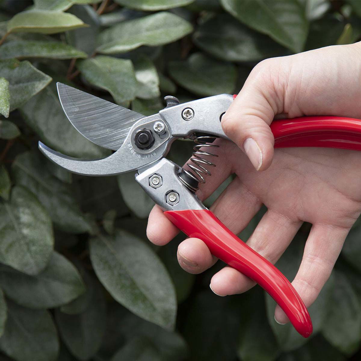 Person holder en rød beskæresaks i haven