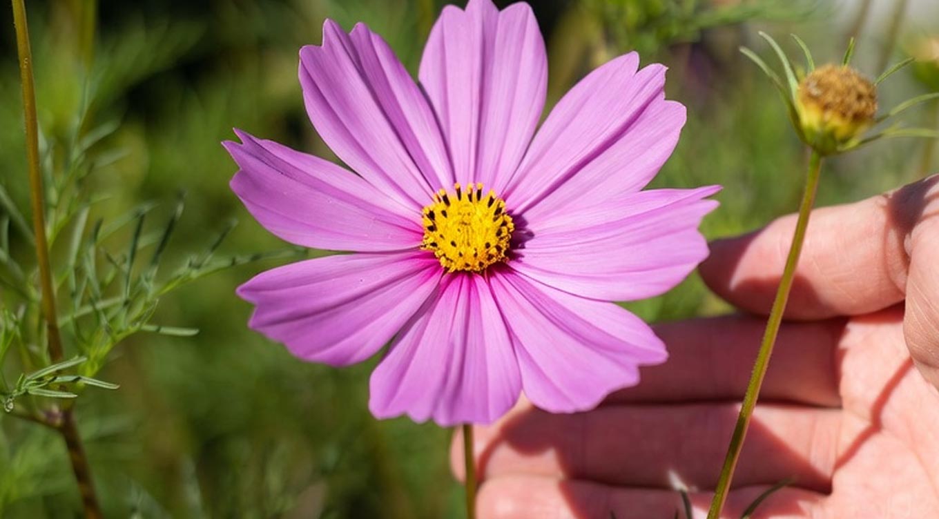 cosmos-blomst-dyrkning