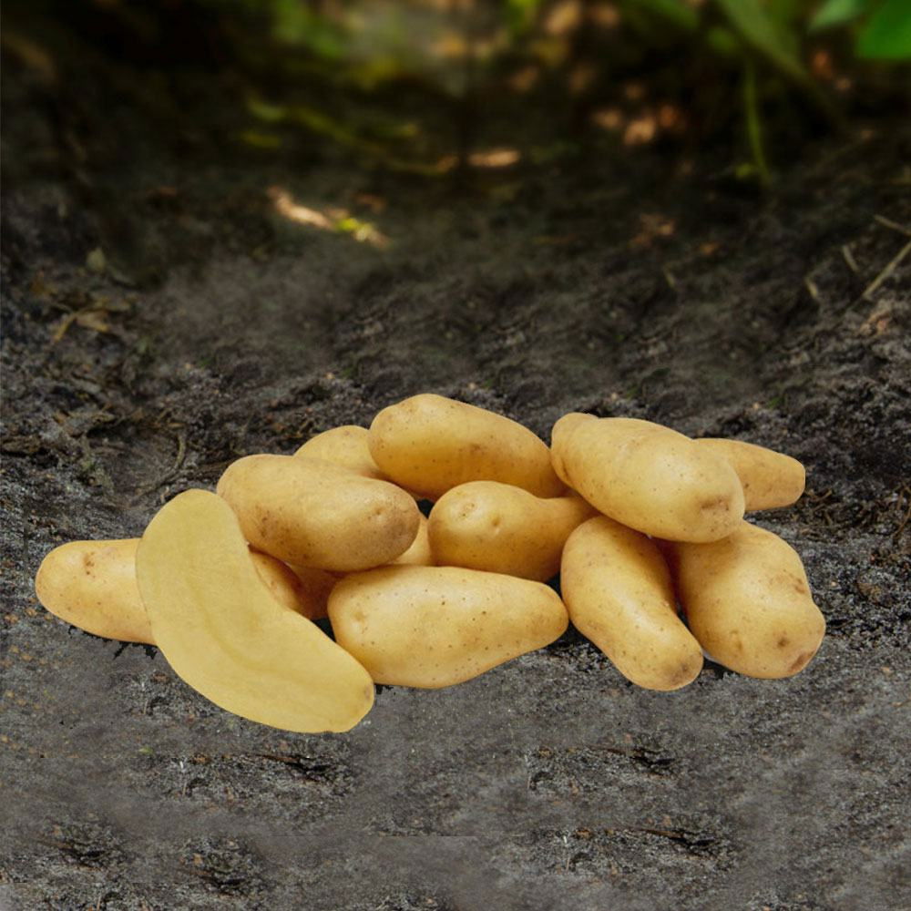 Bunke små gule kartofler på jorden