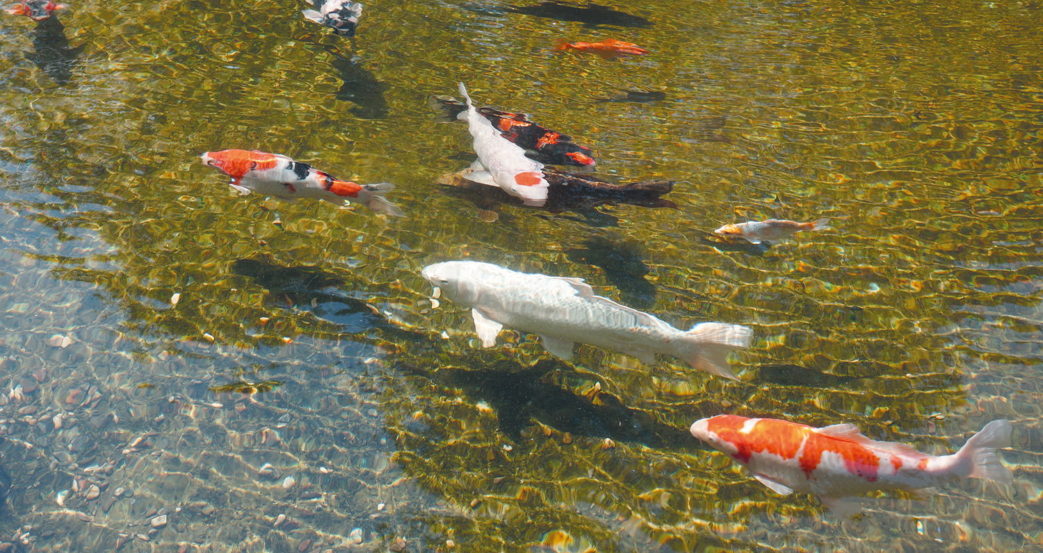 Flotte koi-karper svømmer i en klar have dam