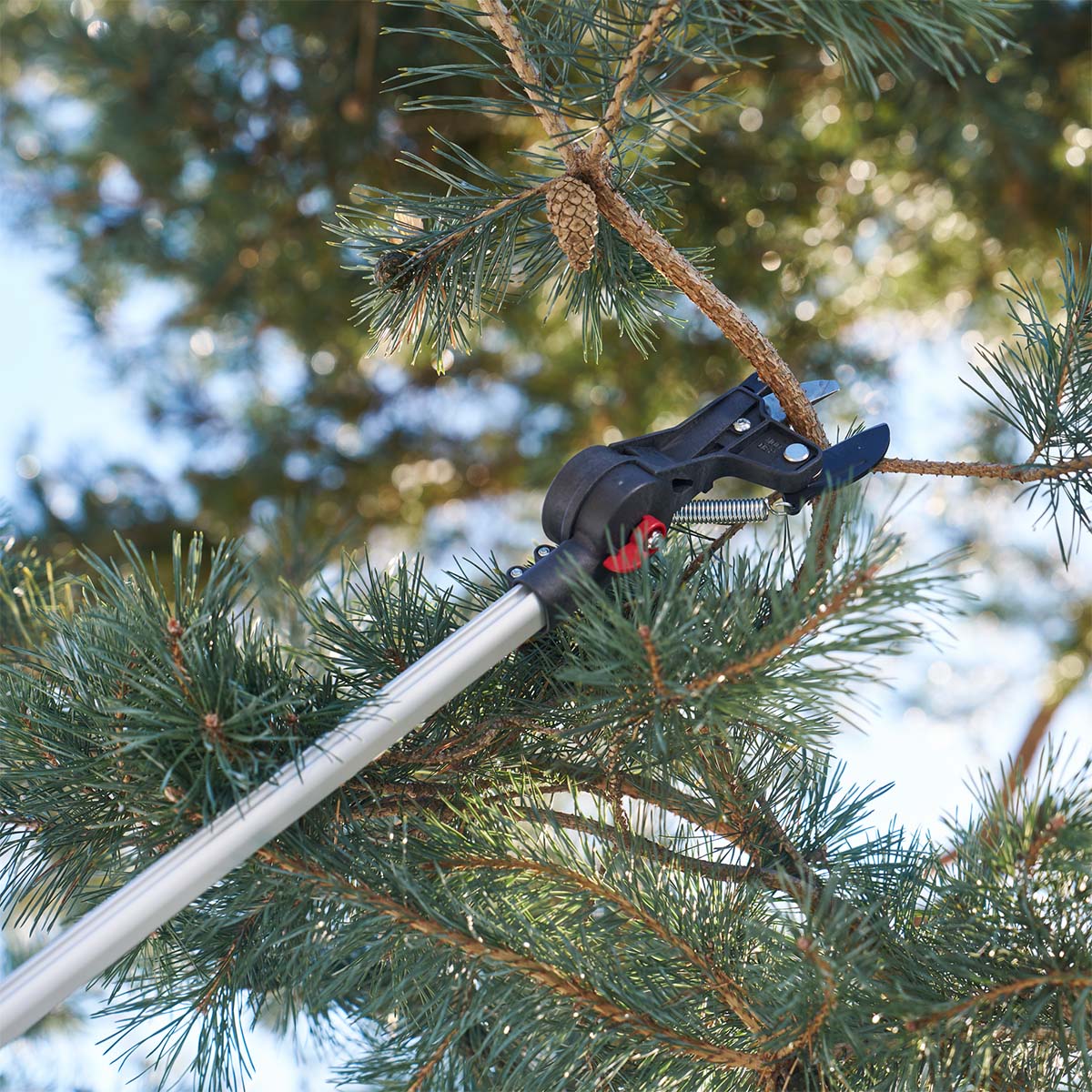 Teleskop grensaks, der beskærer fyrregren