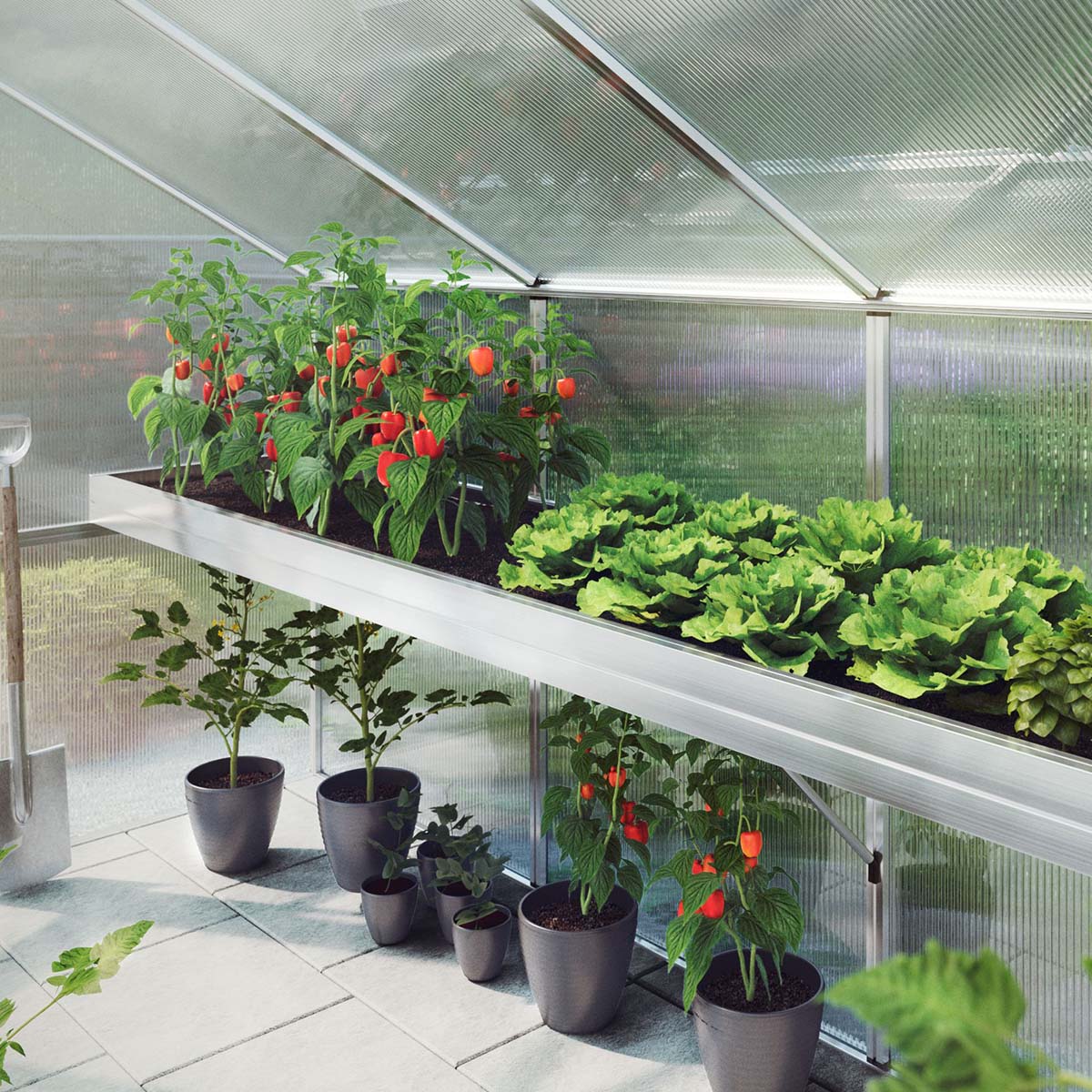 Paprika og salat, der vokser i lyst drivhus