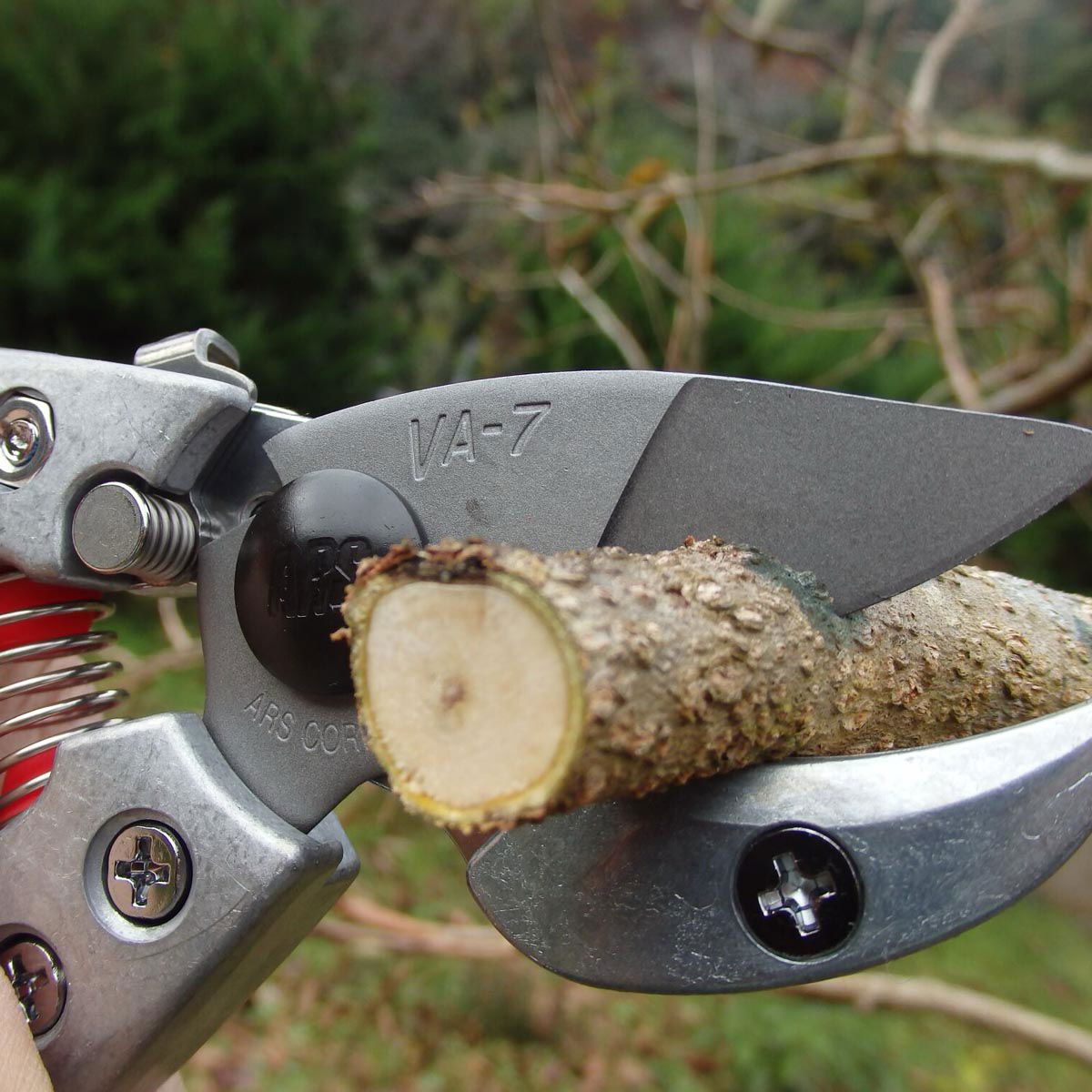 Metallisk grensaks der skærer en frisk trægren