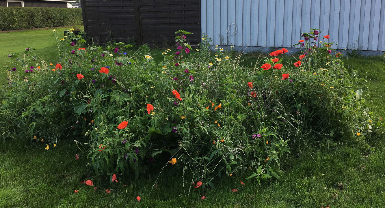 Farverigt vildtblomsterbed i grøn have