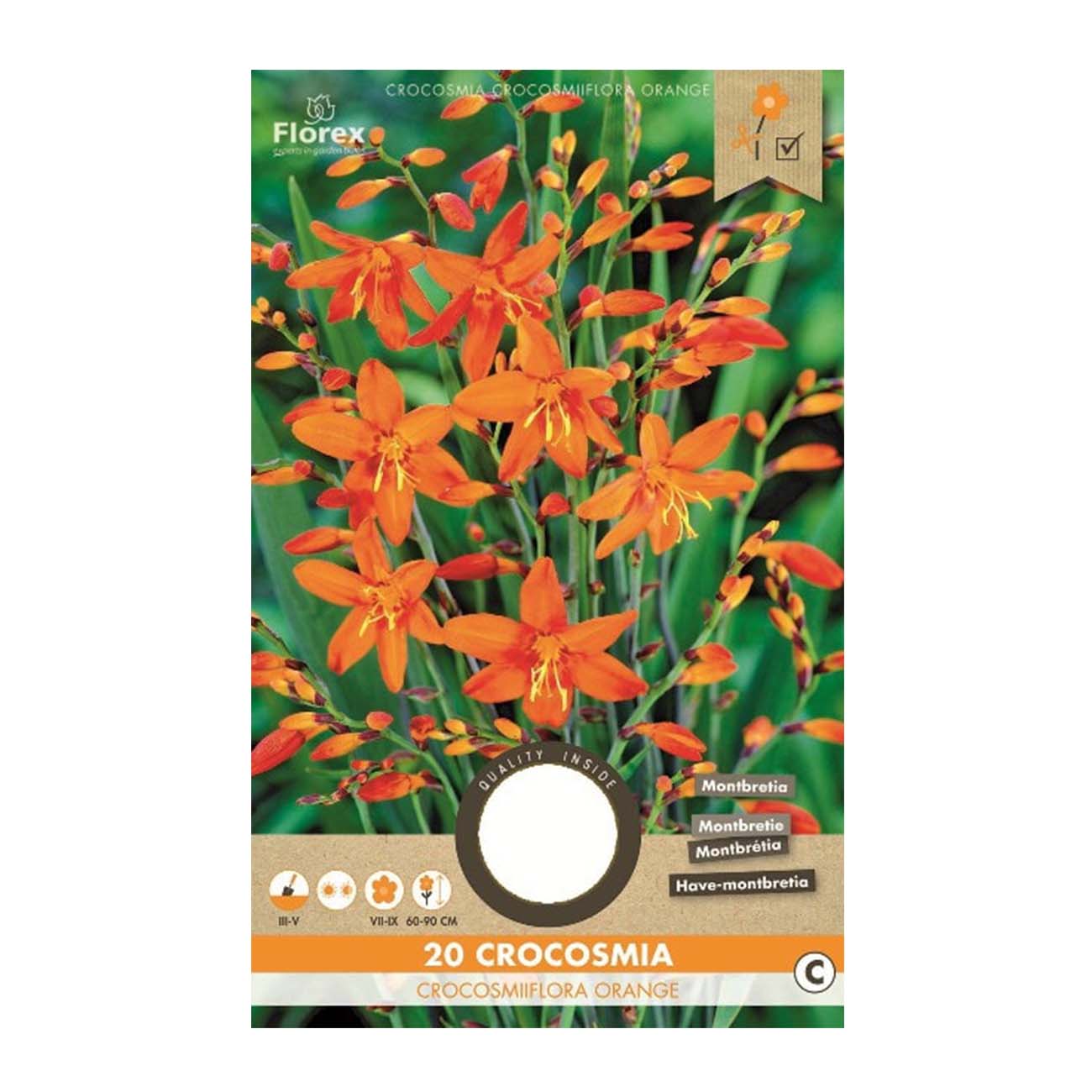 Pakke med 20 crocosmia crocosmiflora orange blomsterløg