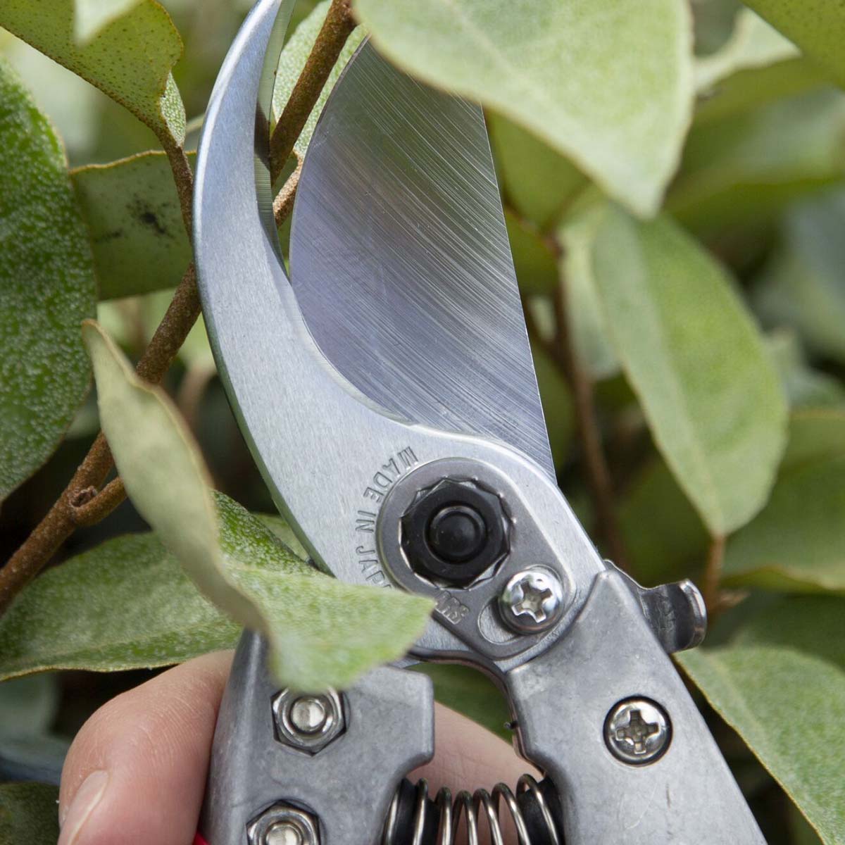 Sølvfarvet beskæresaks klipper grønne grene