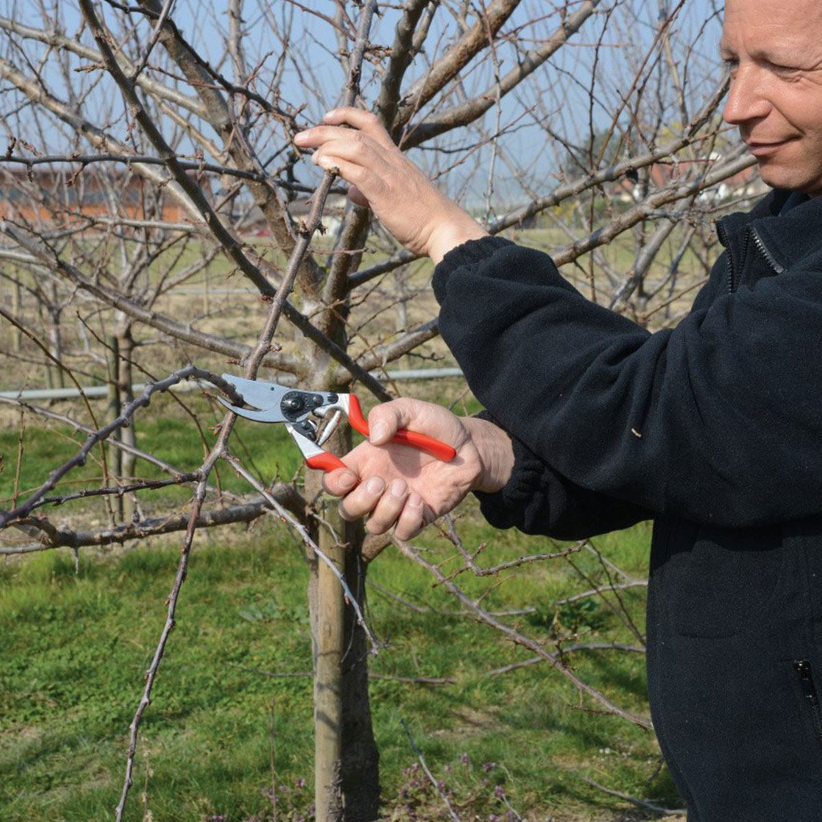Person beskærer trægren med rød håndsaks