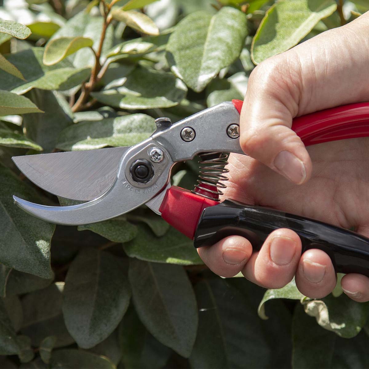 Hånd, der bruger en beskæresaks til at klippe grene