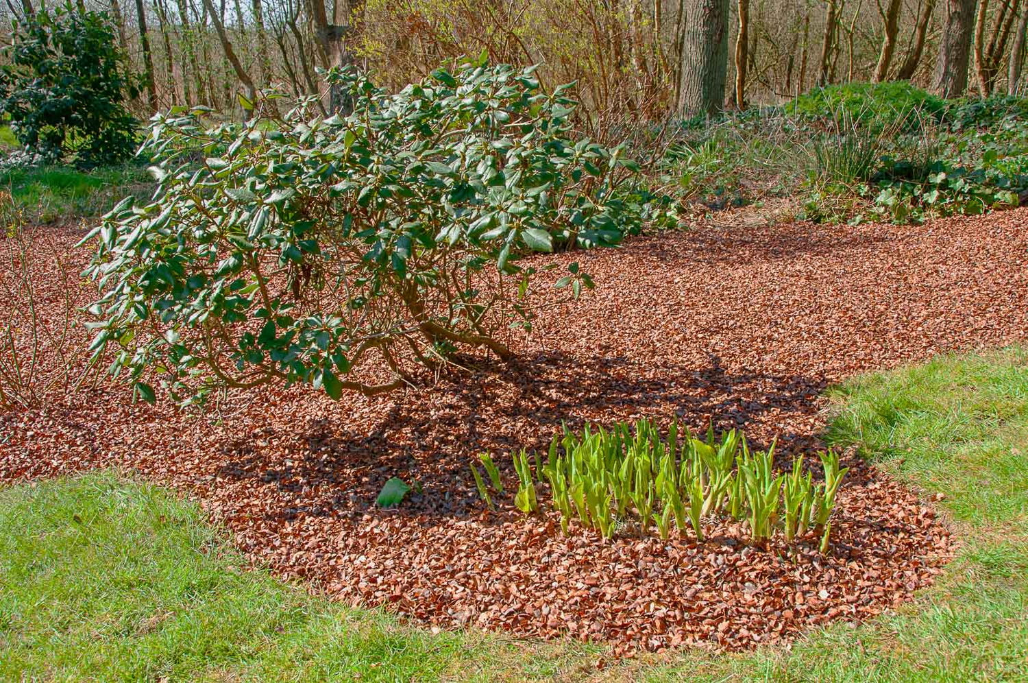 Havebed dækket med barkflis omkring buske og stauder