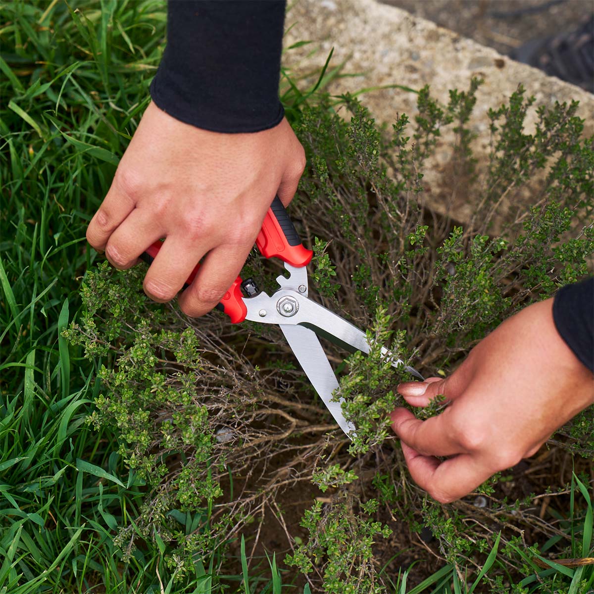 Hånd der klipper urter med skarp urtesaks