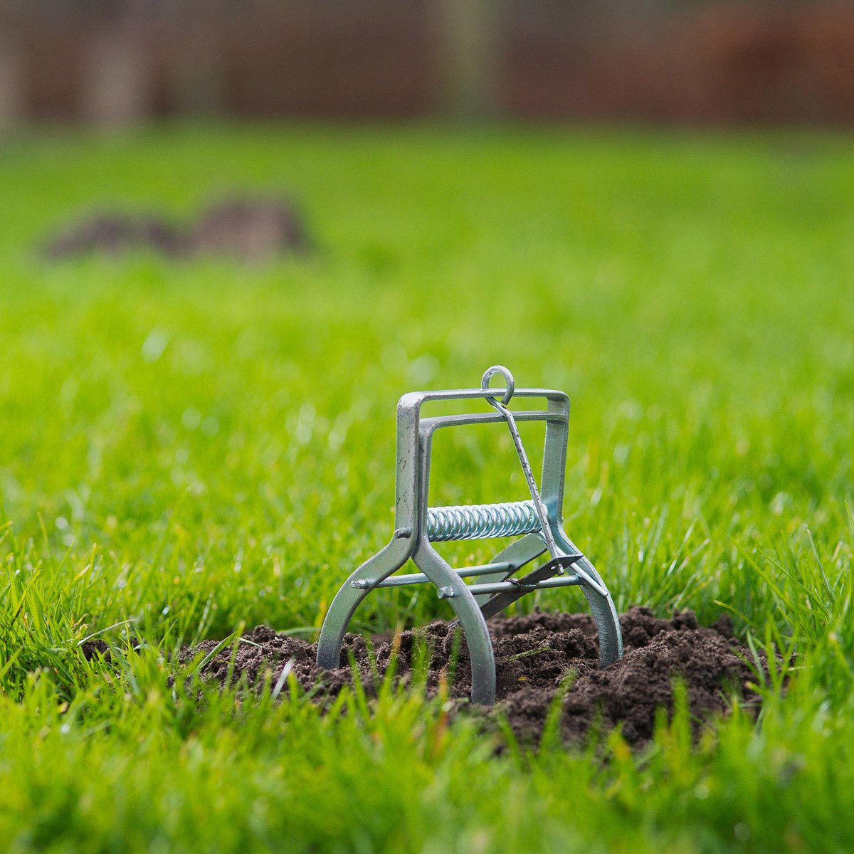 Muldvarpefælde i metal placeret i græsplæne