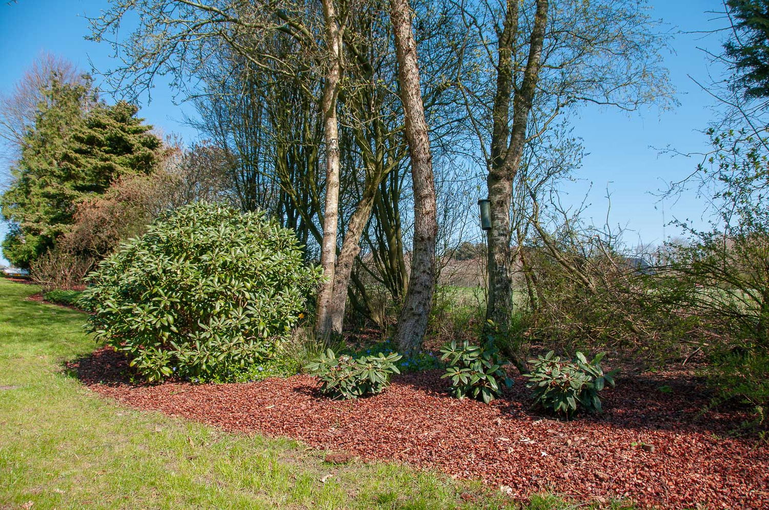 Havebed med grønne buske, træer og barkflis