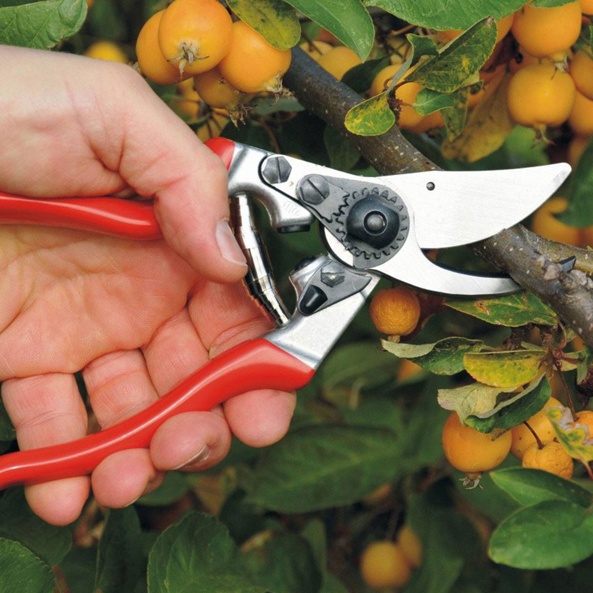 Hånd der beskærer gren med rød havesaks