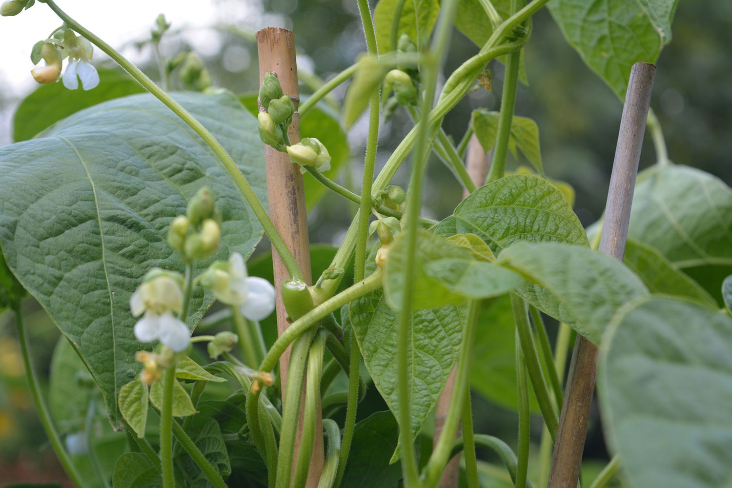 Grønne klatrebønner med hvide blomster på støttepæle