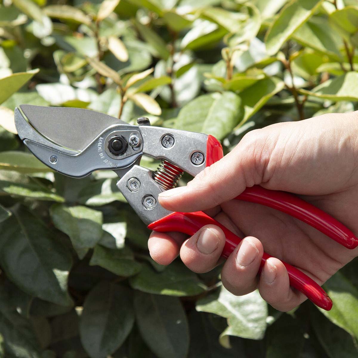 Person bruger håndbeskærer med rødt greb i haven
