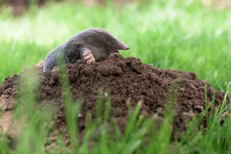 ec860746b1ac886c8be65c03b44169ee