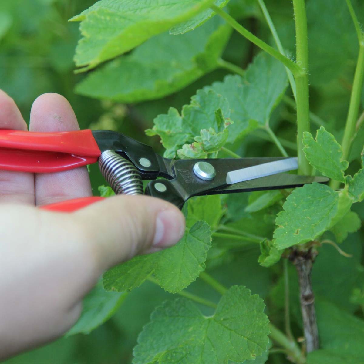 Hånd bruger røde havesakse til at klippe grøn plante