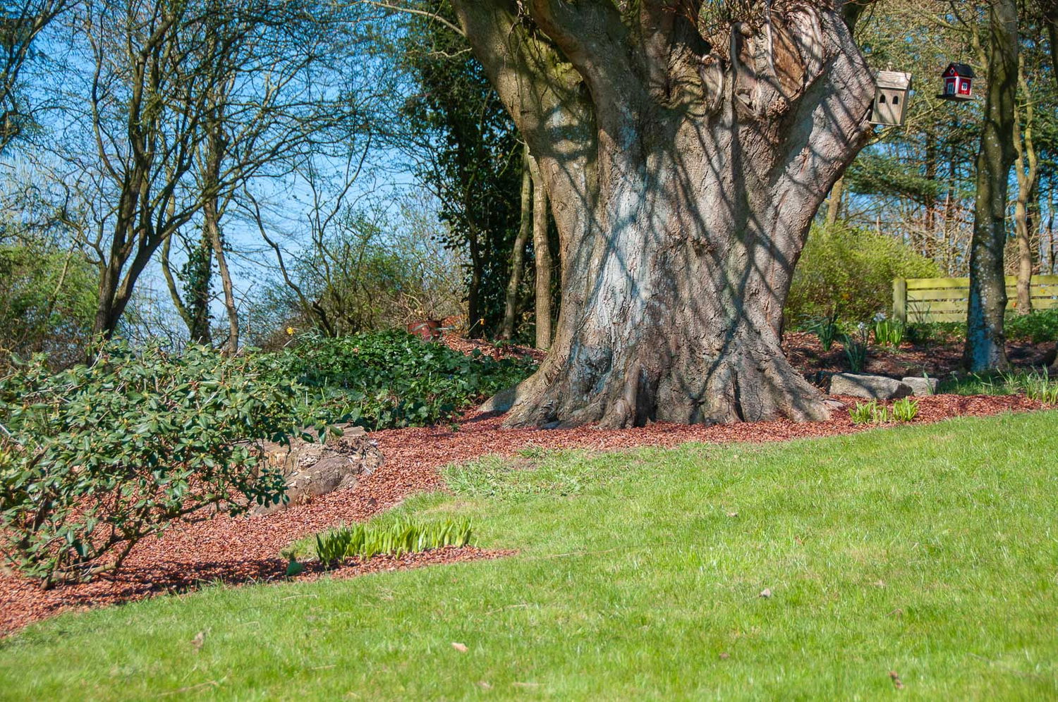 Grøn have med gammelt træ og fuglehuse